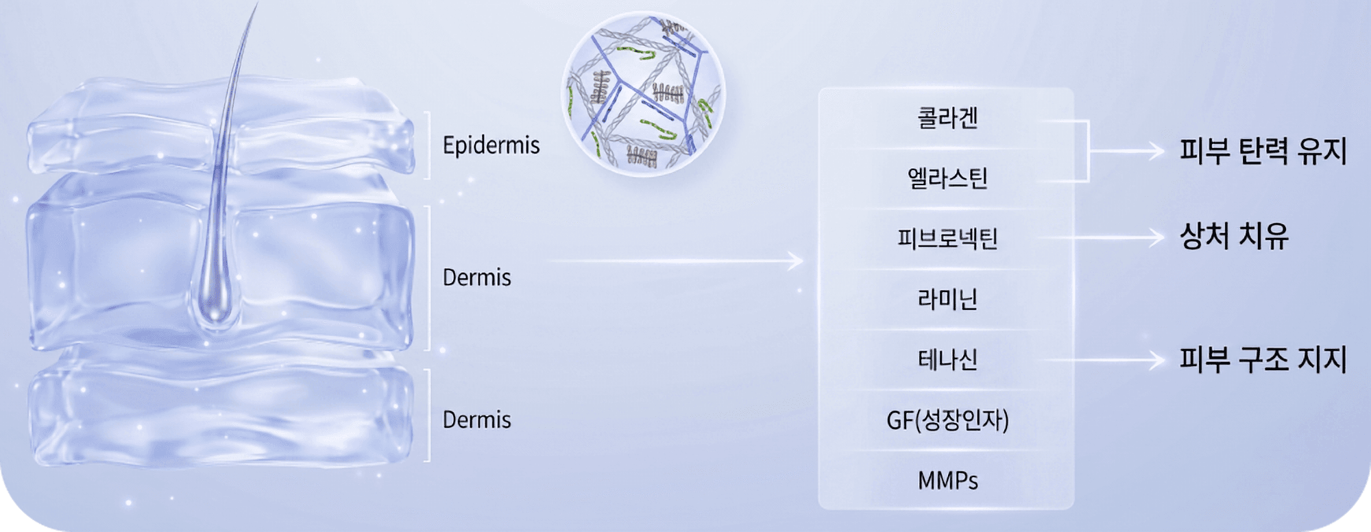 엘라비에 리투오 ECM 성분 도식 — 콜라겐·엘라스틴·피브로넥틴·라미닌·테나신·GF(성장인자)·MMPs
